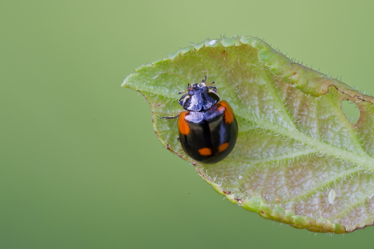 coccinelle da identificare